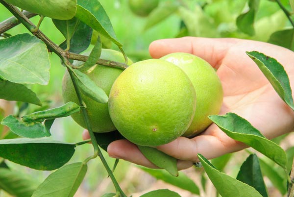 9 ways to grow lime (1)