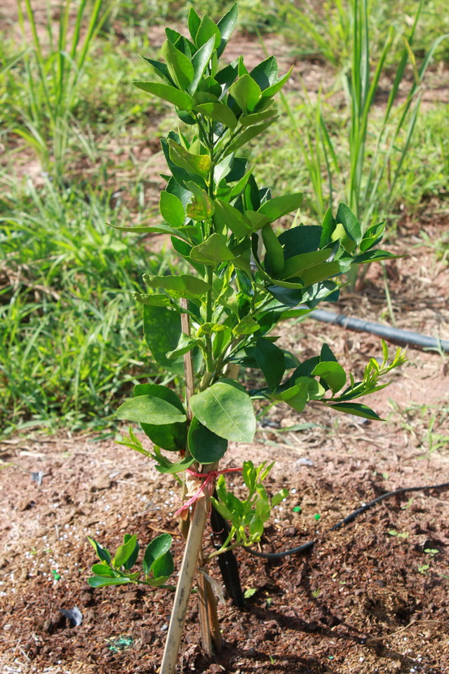 9 ways to grow lime (3)