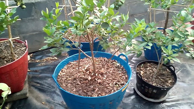 9 ways to grow lime (6)