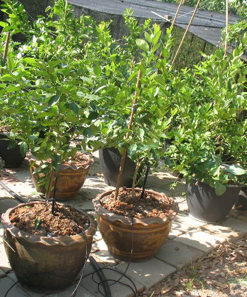 9 ways to grow lime (8)