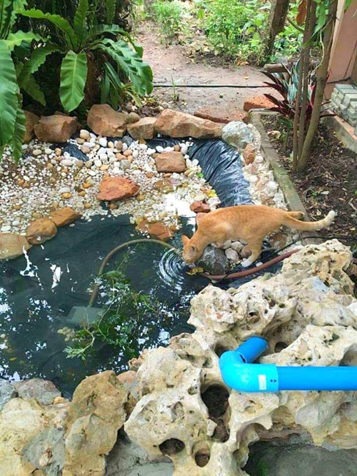 inexpensive-beautiful-fish-pond-garden-review-11