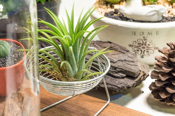 10-plants-for-bathroom-that-are-easy-to-take-care-6