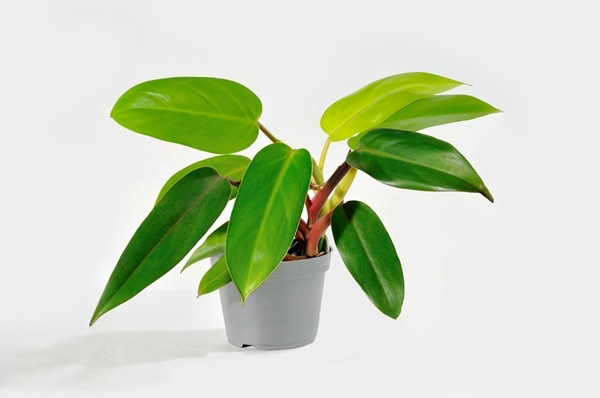 10-plants-for-bathroom-that-are-easy-to-take-care-7