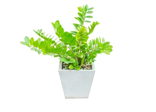 10-plants-for-bathroom-that-are-easy-to-take-care-9