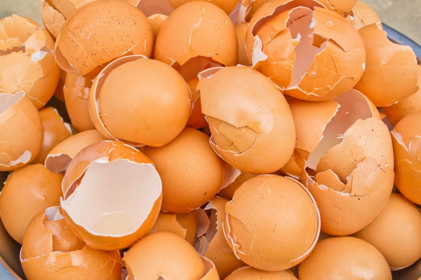 9-unbelieveable-uses-of-eggshell-4
