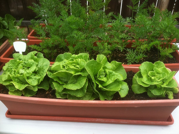 7-salad-vegs-that-we-can-grow-in-garden-2