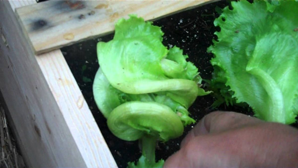 7-salad-vegs-that-we-can-grow-in-garden-3