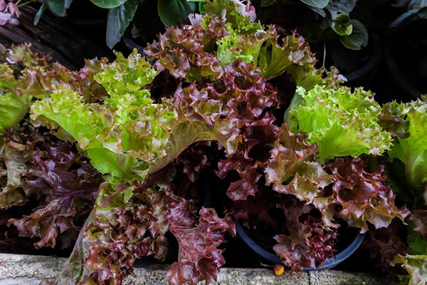 7-salad-vegs-that-we-can-grow-in-garden-4