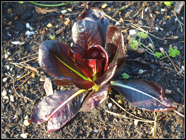 7-salad-vegs-that-we-can-grow-in-garden-6