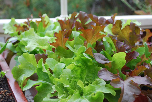 7-salad-vegs-that-we-can-grow-in-garden-7
