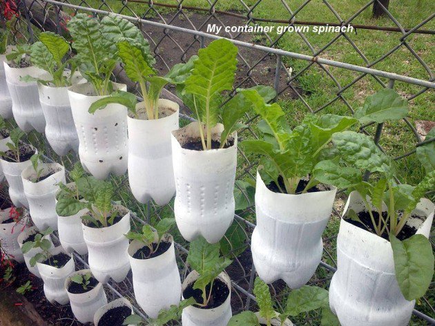container-vegetable-garden