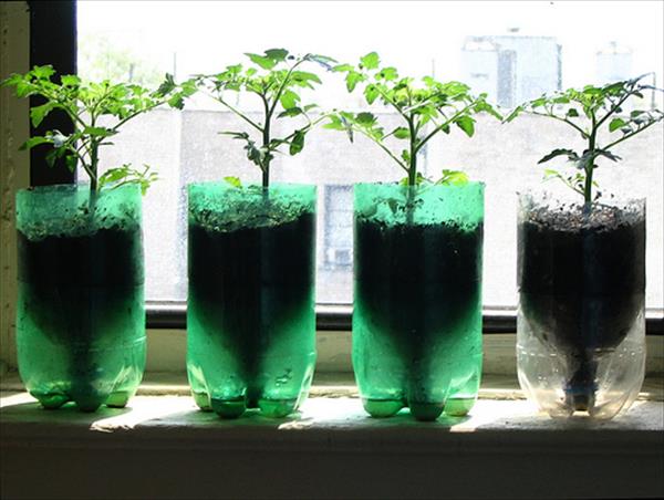 diy-tomatoes-in-recycled-pop-bottles-planters