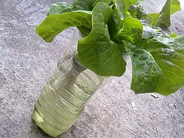 growing plant in bottle diy (10)