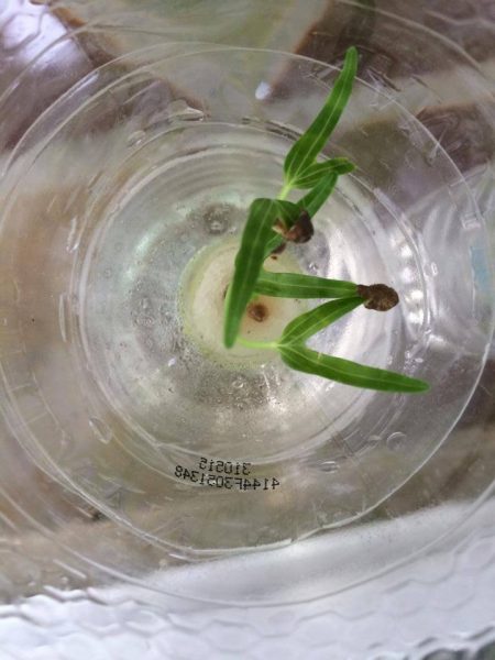 growing plant in bottle diy (4)