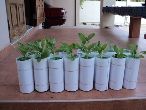 growing plant in bottle diy (7)