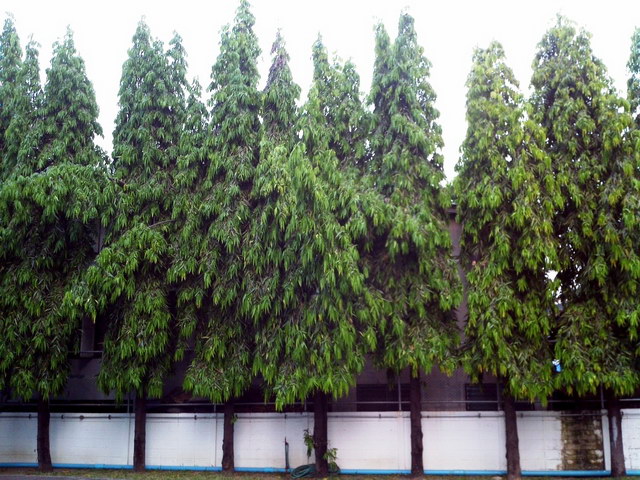 12-plant-walls (9)