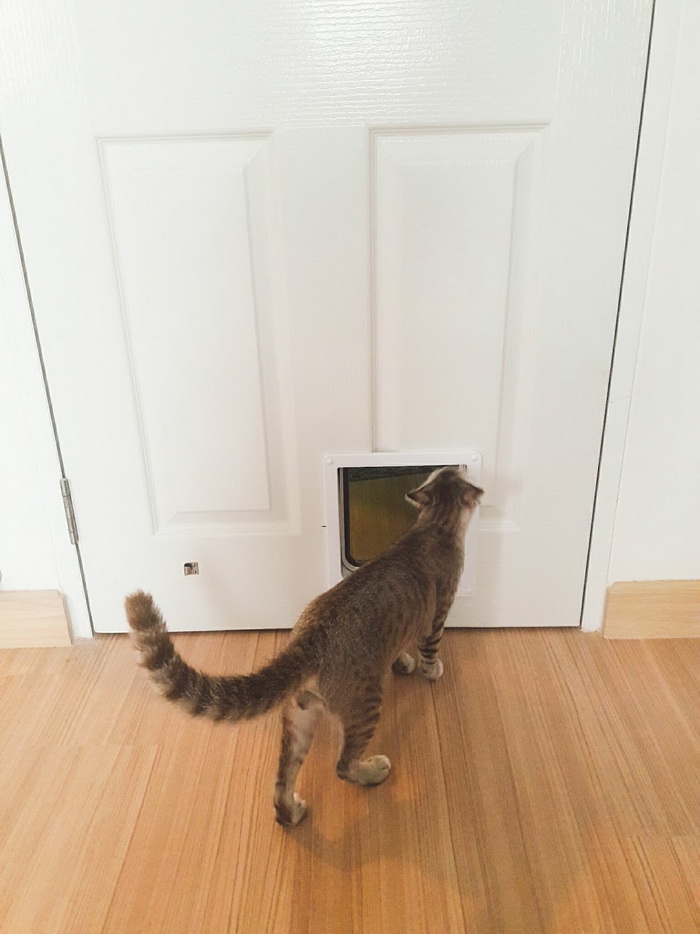 รีวิวขั้นตอน ‘ติดตั้งประตูแมว’ เพื่อความสะดวกสบายของน้องแมวและทาสแมวทั้งหลาย NaiBann ในบ้าน